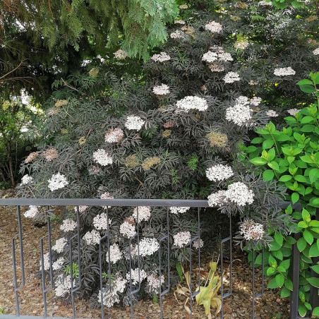Sureau noir "Black Lace" (Sambucus nigra)