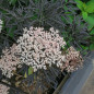 Sureau noir "Black Lace" (Sambucus nigra)
