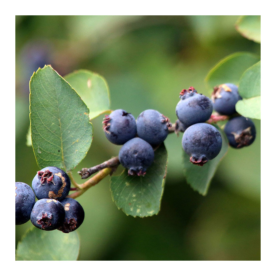 Amélanchier alnifolia (à feuilles d'aulne)