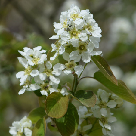 Amélanchier alnifolia (à feuilles d'aulne)