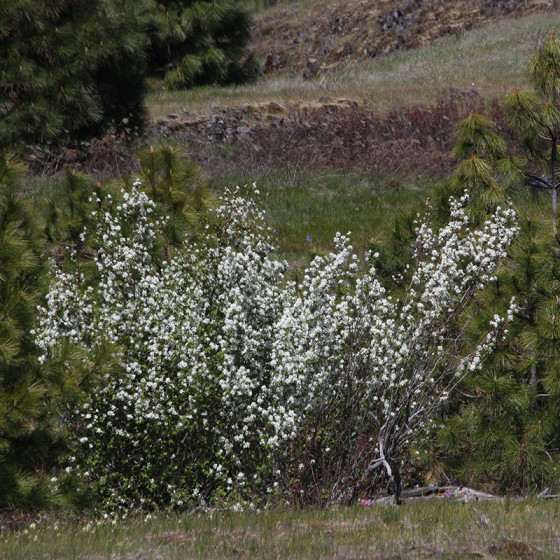 Amélanchier à feuilles d'aulne