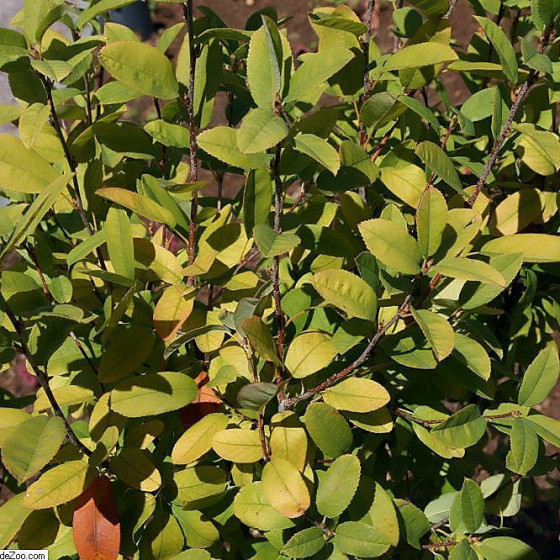 Amélanchier canadensis