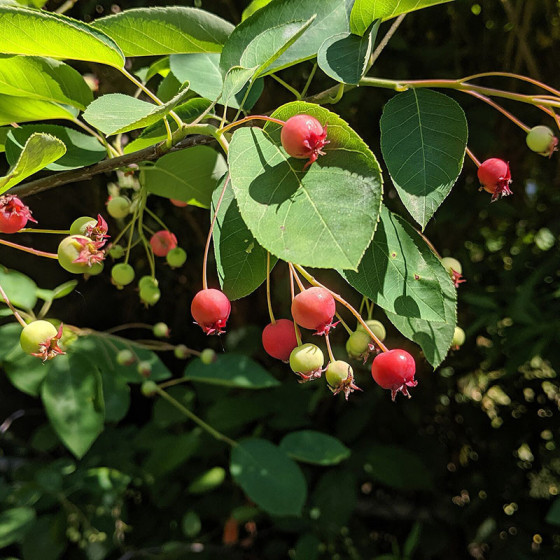 baies d'amélanchier