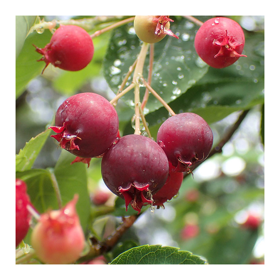 Amélanchier canadensis Amélanchier canadensis