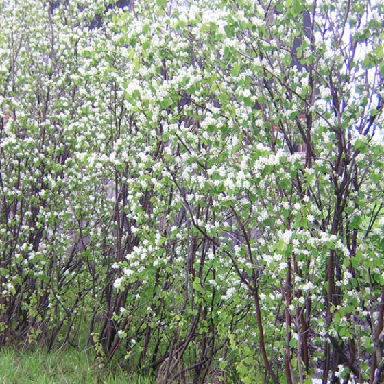 Amélanchier canadensis  | Terra-Autonomia