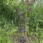 Sureau noir "Black Lace" (Sambucus nigra)