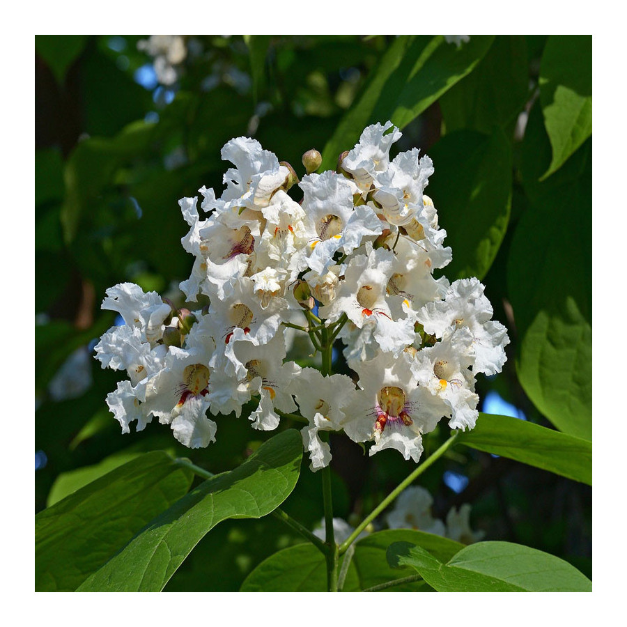 Catalpa commun (Catalpa bignonioides) Catalpa commun (Catalpa bignonioides)
