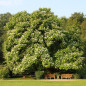 Catalpa commun (Catalpa bignonioides) Catalpa commun (Catalpa bignonioides)
