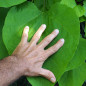 Catalpa commun (Catalpa bignonioides) Catalpa commun (Catalpa bignonioides)