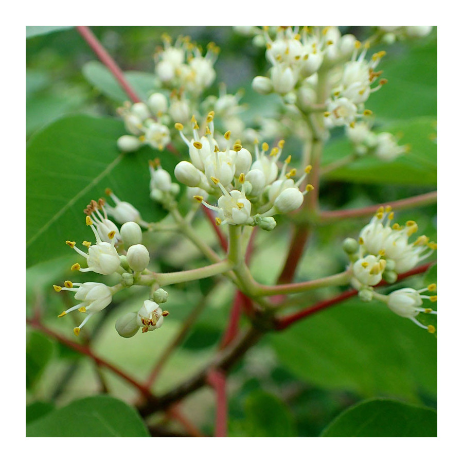 Arbre à miel (Tetradium daniellii) Arbre à miel (Tetradium daniellii)