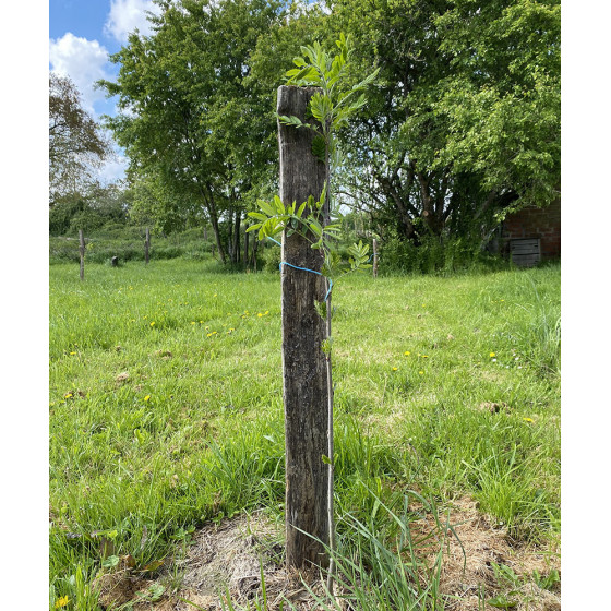 Scion_Sorbier des oiseleurs_Sorbus_aucuparia_01