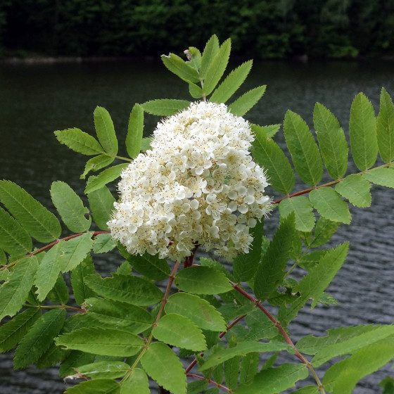 Fleurs_Sorbier des oiseleurs_Sorbus_aucuparia