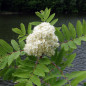 Sorbier des oiseleurs (Sorbus aucuparia) Sorbier des oiseleurs (Sorbus aucuparia)