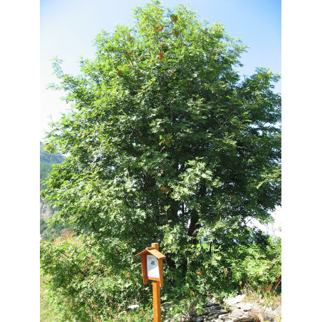 Sorbier des oiseleurs (Sorbus aucuparia)
