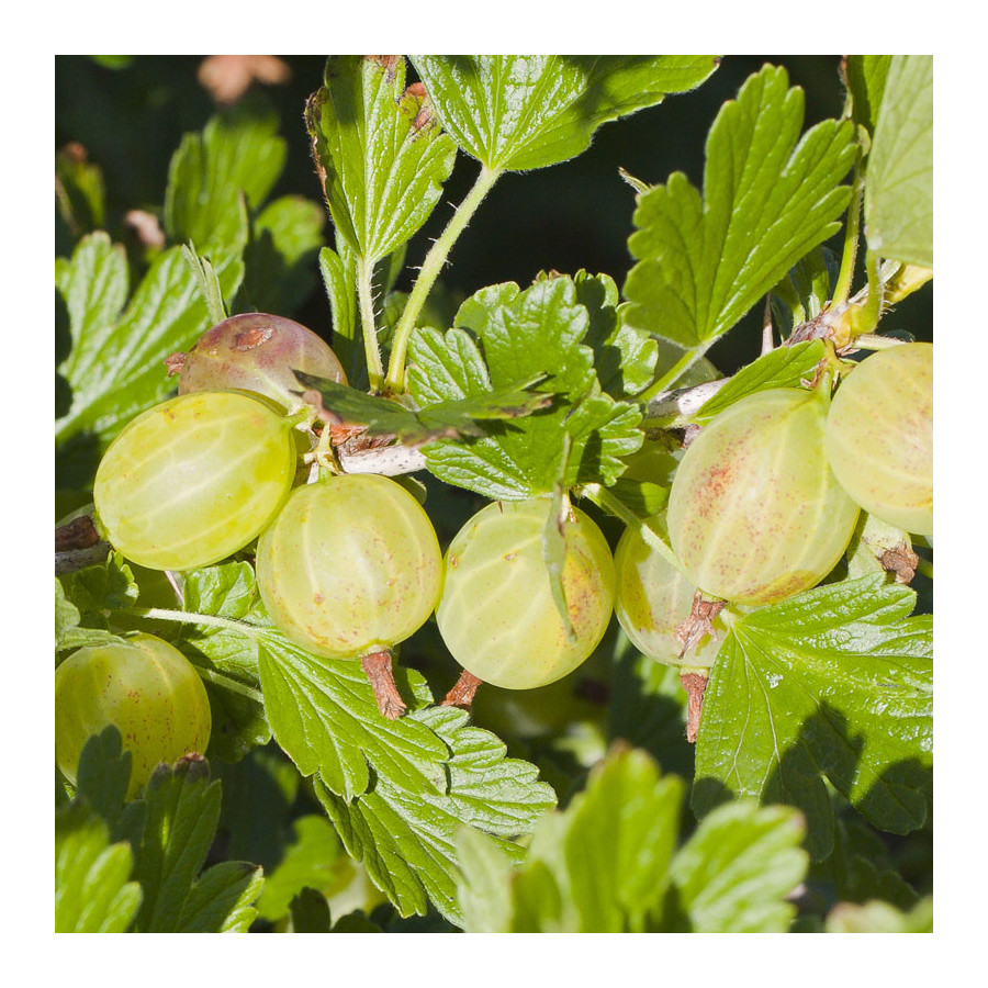 Le Groseillier à Maquereau 'Invicta' (Ribes uva crispa) Le Groseillier à Maquereau 'Invicta' (Ribes uva crispa)