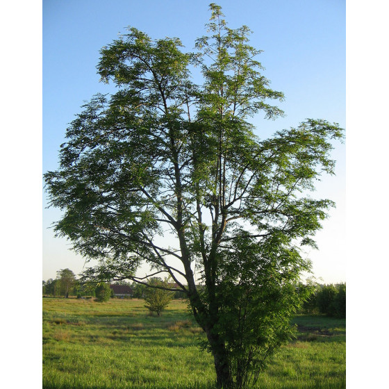 Sorbier des oiseleurs_Sorbus_aucuparia_02