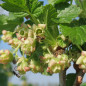 Le Groseillier à Maquereau 'Invicta' (Ribes uva crispa) Le Groseillier à Maquereau 'Invicta' (Ribes uva crispa)