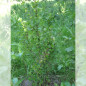 Le Groseillier à Maquereau 'Invicta' (Ribes uva crispa) Le Groseillier à Maquereau 'Invicta' (Ribes uva crispa)