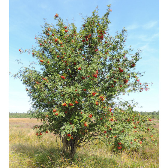 Sorbier des oiseleurs_Sorbus_aucuparia_03