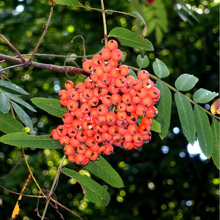 Sorbier des oiseleurs (Sorbus aucuparia) Sorbier des oiseleurs (Sorbus aucuparia)