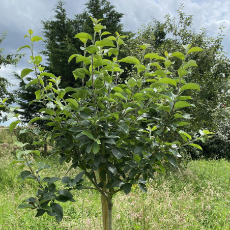 Pommier Reine des Reinettes
