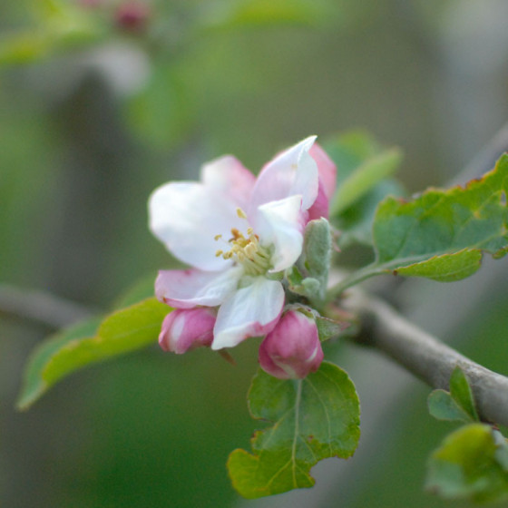 fleur de pommier