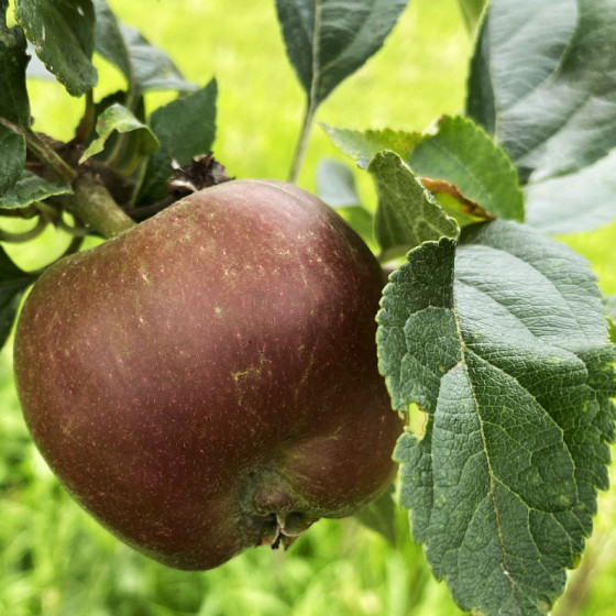pomme reine des reinettes