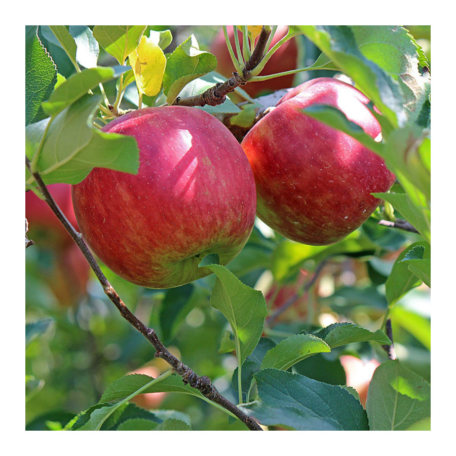 Pommier Reine des Reinettes