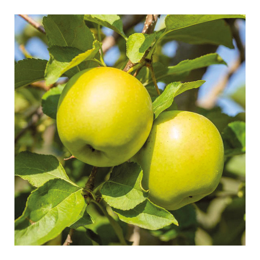 Pommier Golden Delicious
