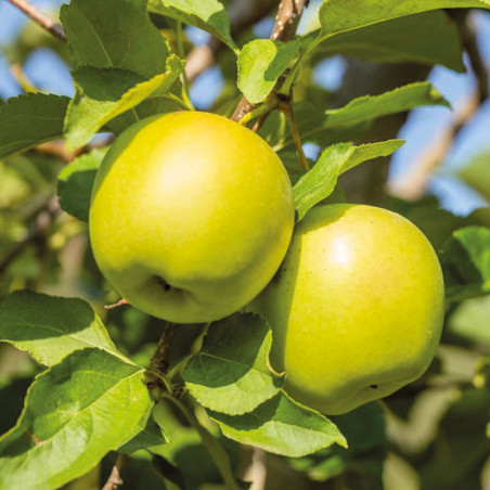 pommier golden delicious