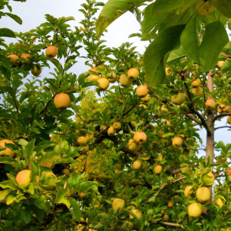 Pommier Golden Delicious