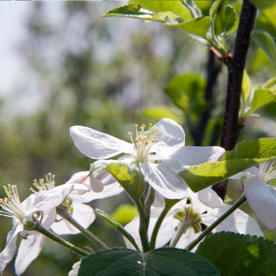 fleur de pommier