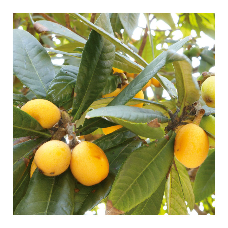 Néflier du Japon (Eriobotrya japonica) Néflier du Japon (Eriobotrya japonica)