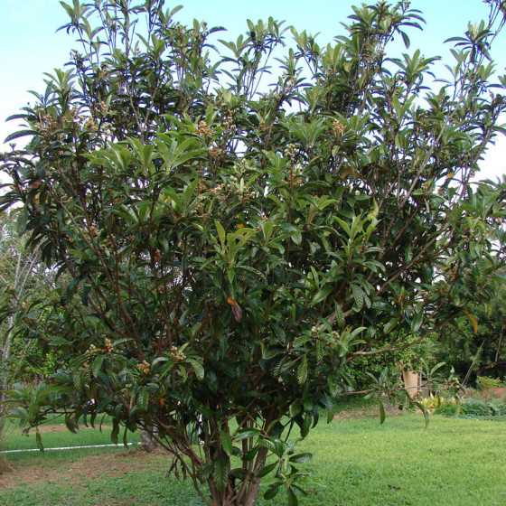 Eriobotrya japonica