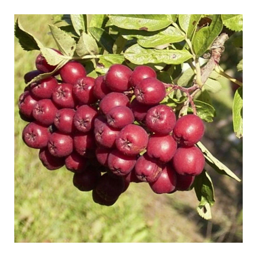 Sorbier à Gros Fruits 'Burka' Sorbier à Gros Fruits 'Burka'