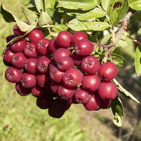 Sorbier à Gros Fruits