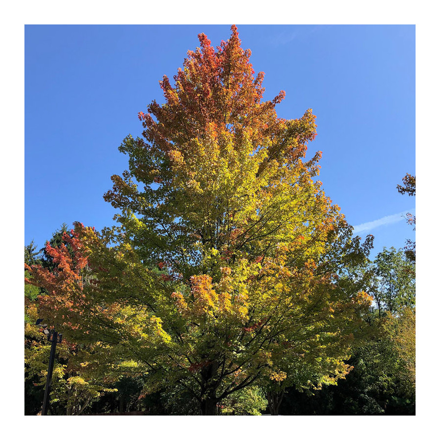 Érable de Freeman 'Celebration' (Acer freemanii 'Celebration')