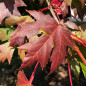 Érable de Freeman 'Celebration' (Acer freemanii 'Celebration')