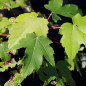 Érable de Freeman 'Celebration' (Acer freemanii 'Celebration')