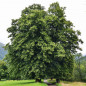 Tilleul à grandes Feuilles (Tilia platyphyllos) Tilleul à grandes Feuilles (Tilia platyphyllos)