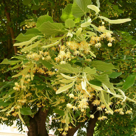 Floraison tilleul