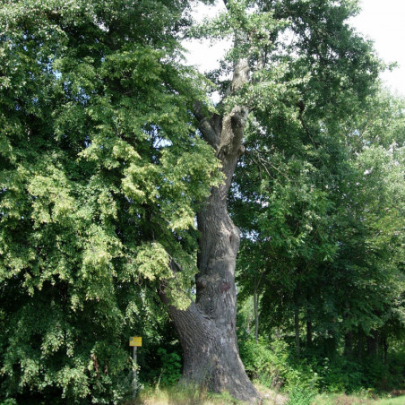 Peuplier Blanc "argenté" (Populus alba nivea )