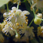 Tilleul à grandes Feuilles (Tilia platyphyllos) Tilleul à grandes Feuilles (Tilia platyphyllos)