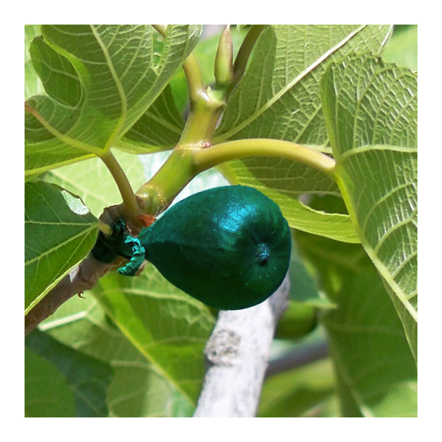 Figuier 'Noire de Caromb' (Ficus carica)
