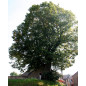Tilleul à grandes Feuilles (Tilia platyphyllos) Tilleul à grandes Feuilles (Tilia platyphyllos)