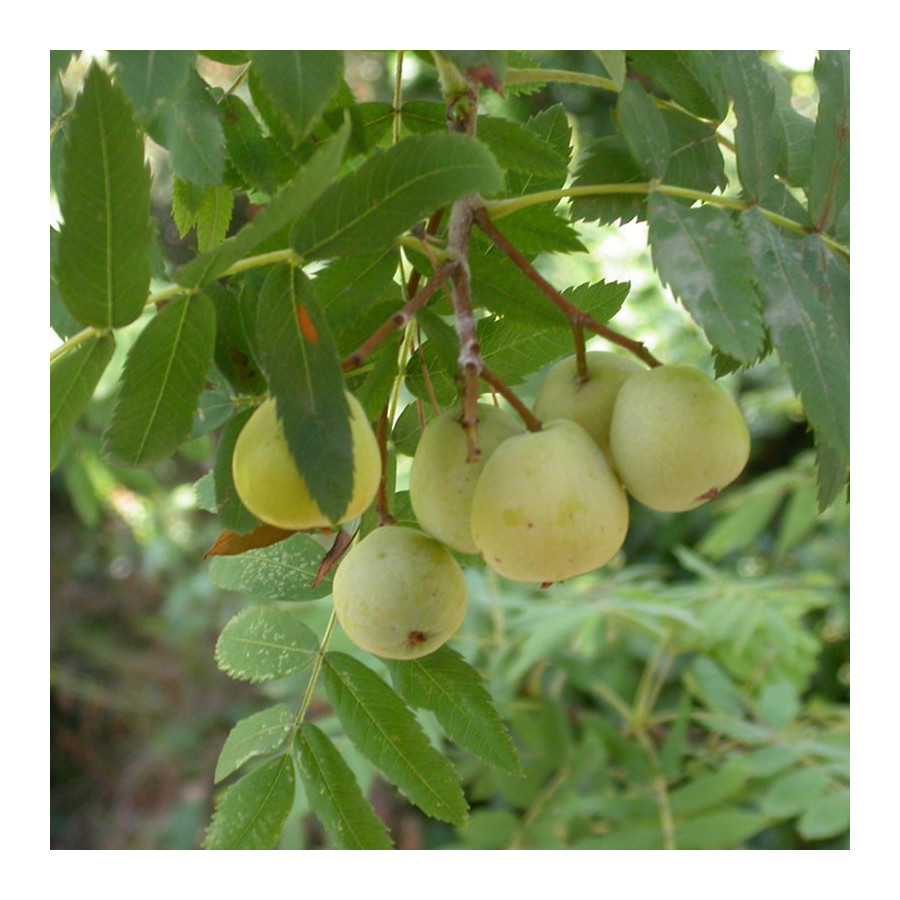 Cormier (Sorbus domestica) Cormier (Sorbus domestica)
