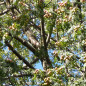 Cormier (Sorbus domestica) Cormier (Sorbus domestica)
