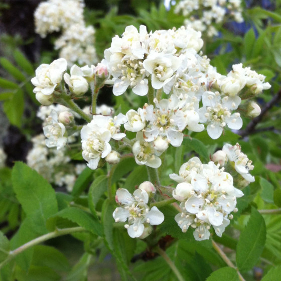 Fleurs de cormier