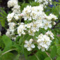 Cormier (Sorbus domestica) Cormier (Sorbus domestica)