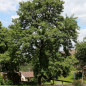 Cormier (Sorbus domestica) Cormier (Sorbus domestica)